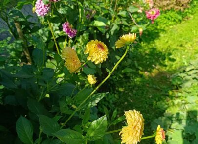 Blumen im Kneipp-Garten